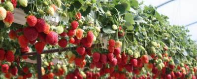 В Подмосковье построят комплекс по выращиванию ягод за 500 млн рублей