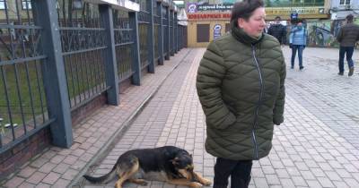 Власти собираются забрать стаю собак с Северного вокзала