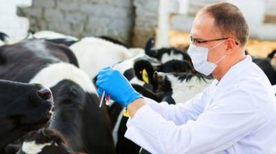 Более 100 тысяч вакцинированных животных: борьба с бешенством в Саратовской области