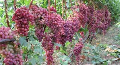 Значение силы pоcтa побегов винограда