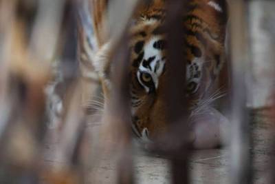 Екатеринбургский зоопарк попросил 70,5 млн на ремонт клеток, в которых тесно животным