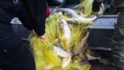 Полиция задержала браконьеров по вылову рыбы - hubs.ua - Черновицкая обл.