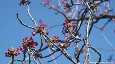 Романтична казка в Бонні: вишневий цвіт у часи пандемії (ФОТО)