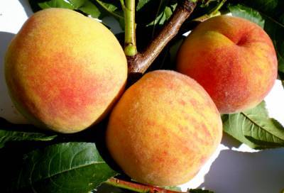 Селекционеры в Крыму вывели морозоустойчивые сорта абрикоса и персика
