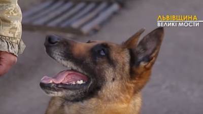 Собаки-защитники государства: секреты подготовки четвероногих пограничников – видео