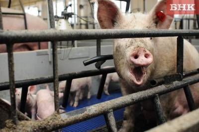 Пострадавшим от чумы свиней аграриям продлят сроки погашения кредитов
