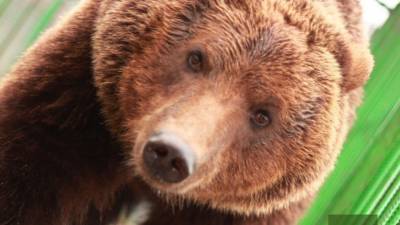 Медведей из дома мытищинского стрелка забирают в частный зоопарк