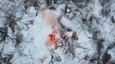 Убийство косули в Воронежской области привело к уголовному делу
