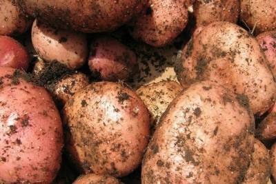 22 тонны белорусского картофеля не пропустили через границу в Псковской области
