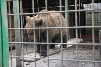 Домашних медведей мытищинского стрелка определили в тульский зоопарк