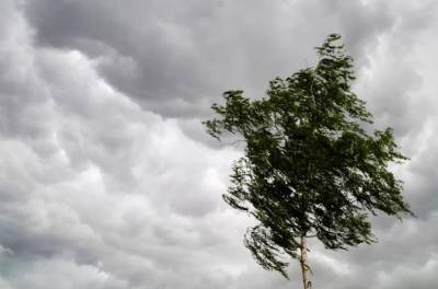 Липчан предупреждают об усилении ветра