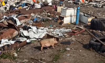 Жуткая свалка под Киевом: в горах мусора бегают свиньи и лежат тела животных, видео
