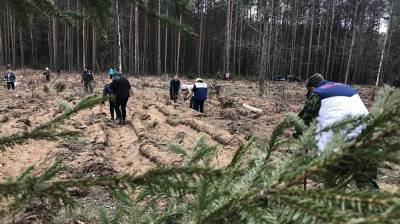 Специалисты Госстандарта во время Недели леса высадили деревья в Столбцовском районе