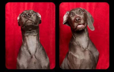 В точности как люди: забавные фото собак "на документы" поднимут настроение любому