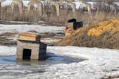 Сасовский приют для животных проверяет рязанская ветинспекция