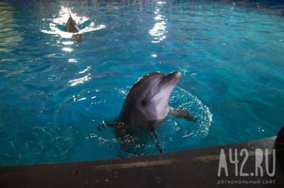На побережье Гвинейского залива зафиксировали массовую гибель дельфинов