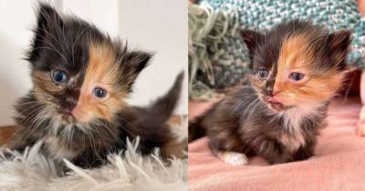Удивительный котенок по кличке "Абрикосинка" удивил ученых своей внешностью (фото)