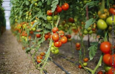 Минсельхоз предложил увеличить квоту Турции на ввоз томатов до 300 тысяч тонн