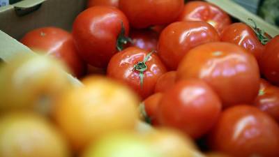 Минсельхоз России предложил увеличить квоту Турции на ввоз томатов
