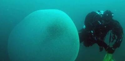 Морские биологи разгадали тайну гигантских желеобразных шаров у берегов Атлантики