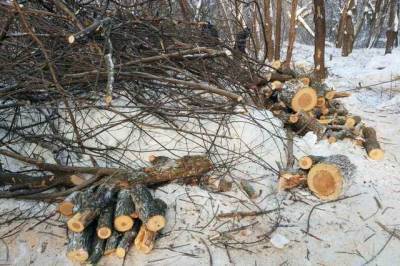 Жители Московской области просят Путина защитить реликтовый Липкинский лес от застройки