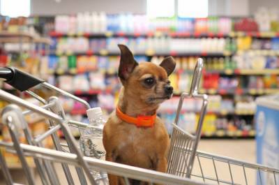Собак и кошек хотят запретить сажать в магазинные тележки