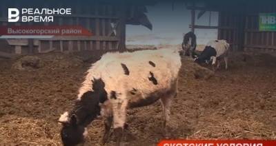 В Татарстане прокуратура начала проверку видео из сети об истощенных коровах — видео