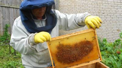 Пчеловодное хозяйство запретят размещать на кладбищах и мусорных полигонах