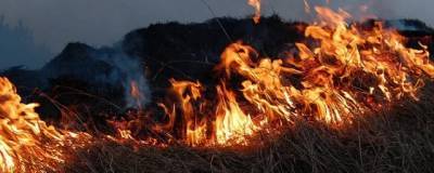 Власти Кузбасса запретили жителям региона посещать леса и разжигать костры