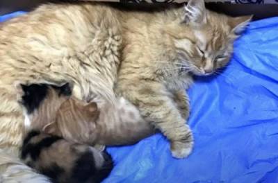 Заботливая мама-кошка принесла ветеринарам больных котят. ВИДЕО