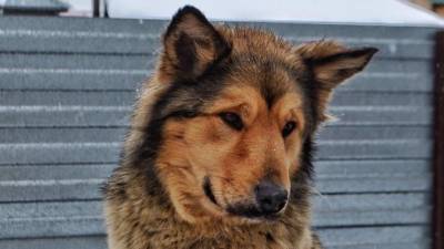 Собаки погибли при взрыве газового баллона в частном приюте в Кемерово — фото