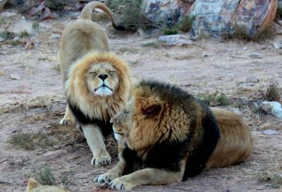 Благодаря львам учёные выяснили, почему зевота «заразна»