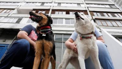 Каждой твари по паре: пандемия помогла заводчикам элитных пород собак