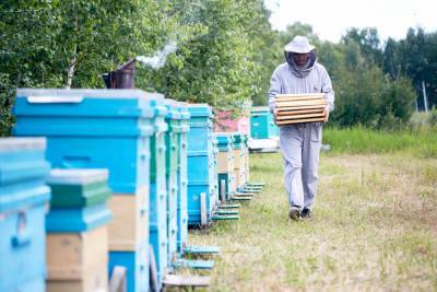 Пчеловодам хотят запретить пасеки у кладбищ, рек, озёр и болот и мусорных полигонов