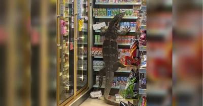 Годзилла в поисках еды: огромный варан перепугал посетителей магазина и попал на видео