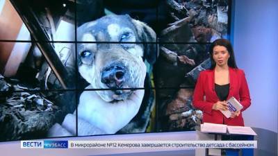 В Кемерове в приюте для бездомных собак произошел пожар