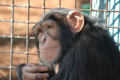 В Астраханском зоопарке появились шимпанзе