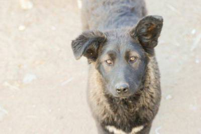 Зоозащитники нашли концлагерь для собак в Чите