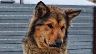 Собаки погибли при взрыве газового баллона в частном приюте в Кемерово фото