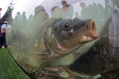 В Магнитогорске на продажу и в медсанчасть поступили крупные партии просроченной рыбы