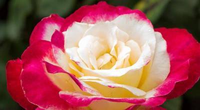 12 лучших двухцветных сортов роз для вашего сада
