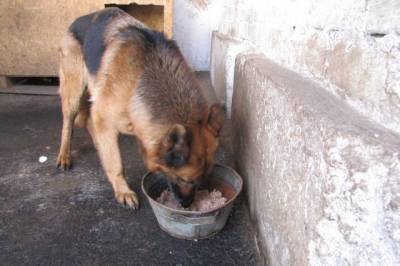 В Кемерово погибли несколько собак после взрыва газа