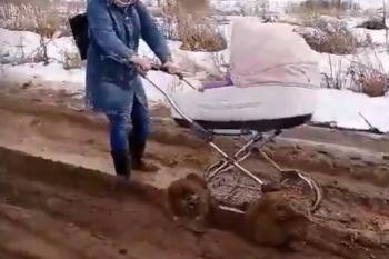 В Великом Устюге в грязи на улице тонут детские коляски