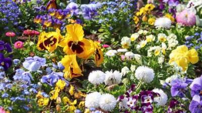 В Пензе запланировали высадить почти 23 000 цветов