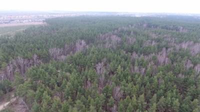 Почти 1700 га леса посадят в Воронежской области