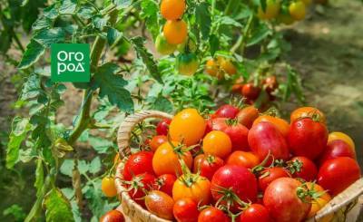 Как увеличить урожай томатов в открытом грунте вдвое