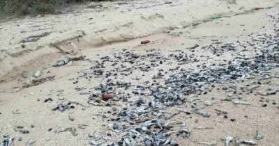 Почти полмиллиона рыб погибли в Азовском море: полиция открыла производство (фото)