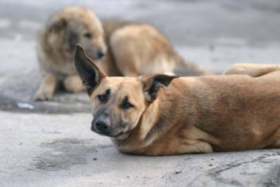 Отлов бездомных собак в Домне не проводят из-за отсутствия средств — администрация села