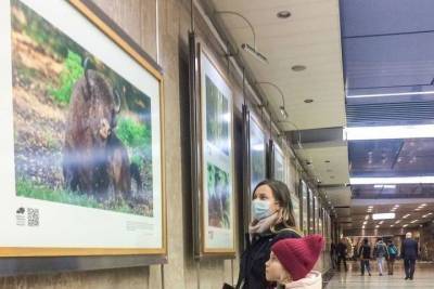 Несколько десятков фотографий Серпуховского заповедника развесили в столичном метро