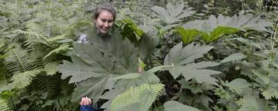 Ученые исследуют причины появления гигантских растений в лесах Сибири
